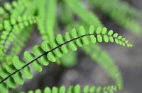 Asplenium fronde (détail)